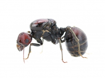 Messor cephalotes